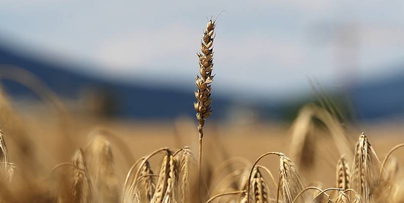 V regionu začala sklizeň obilí.