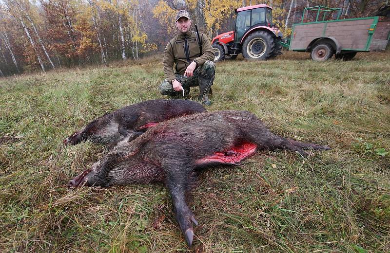 Naháňka na divoká prasata v honitbě Kamýk. Během dne myslivci skolili v oblasti Miřejovické stráně a Libochovan dvanáct divočáků.