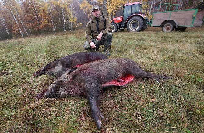V sobotu proběhla naháňka na divoká prasata v honitbě Kamýk. Během dne myslivci skolili v oblasti Miřejovické stráně a Libochovan dvanáct divočáků.