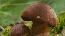 Hřib hnědý (Imleria badia) patří mezi hojné a oblíbené jedlé houby.