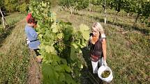 Začala sklizeň hroznů ve vinohradu Klášterních vinných sklepů Litoměřice Ladislava Pošíka. Tak jako každý rok se zde začíná se sklizní odrůdy Müller Thurgau.