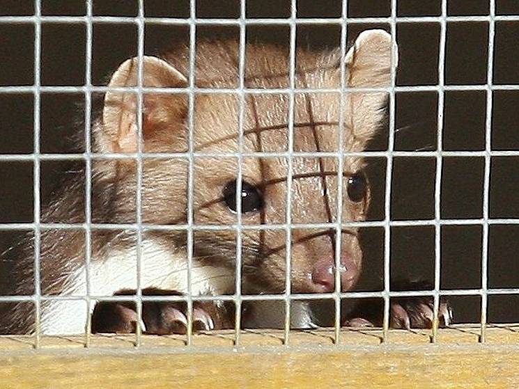 VÍC NEŽ TISÍCOVKA MLÁĎAT prošla záchrannou stanicí mláďat Falco v Dolním Týnci. Rorýsi, drozdi, labutě, poštolky, netopýři, zajíčci, srnci, ježci i plši na stanici přicházejí mláďata všech druhů.