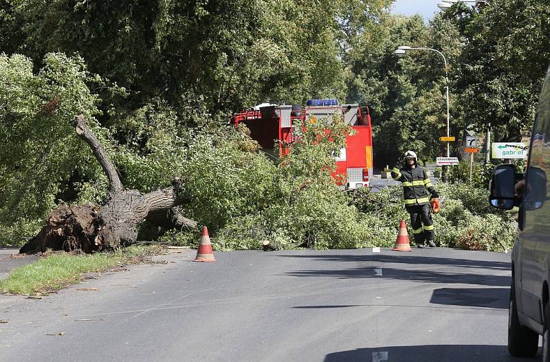 V Terezíně spadl na silnici strom