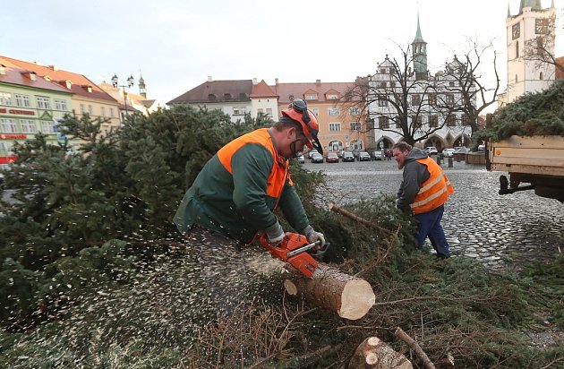 Likvidace vánočního stromu v Litoměřicích.
