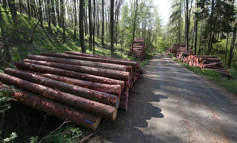 Deponie dřeva lesní hospodáři Lesů ČR ošetřují postřikem proti kůrovci a proto umisťují zákazy.