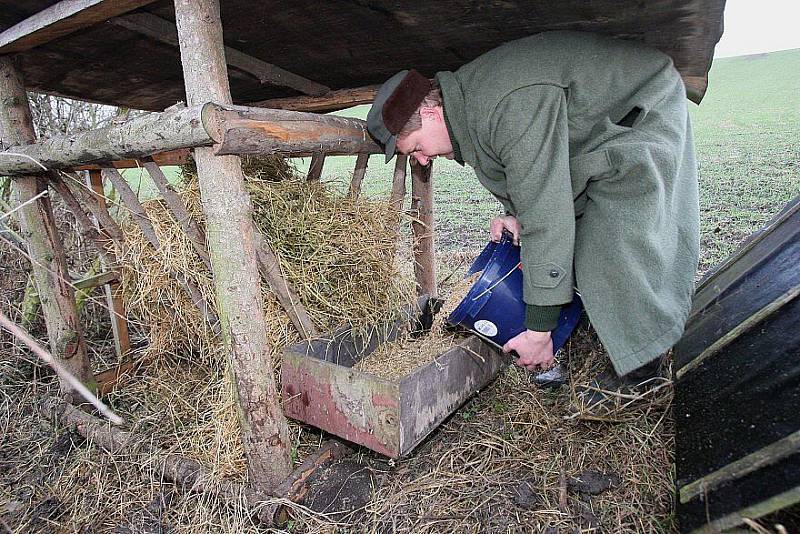 Vánoční tradice dodržují i myslivci v Chodovlicích na Lovosicku, kteří o Štědrý den vyrážejí do přírody s krmením pro zvěř.