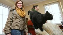   Útulek pro opuštěné kočky a psy v Černivi se zapojil do dobročinné „hry“ a vyhrál