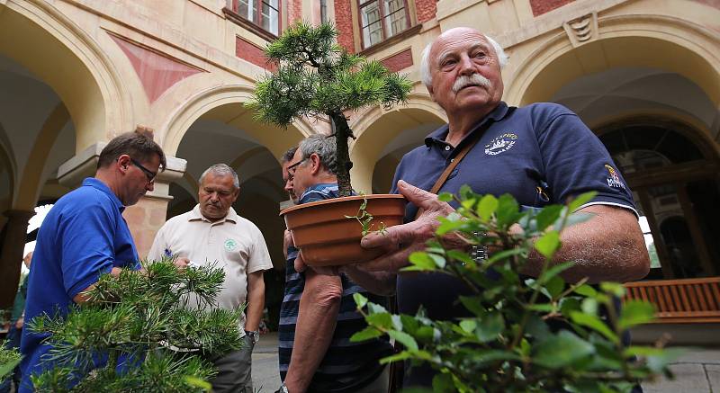 Tradiční letní výstava bonsají bude letos kratší. Začala v pátek a končí v pondělí. Tradiční výstavu navštíví stovky obdivovatelů.