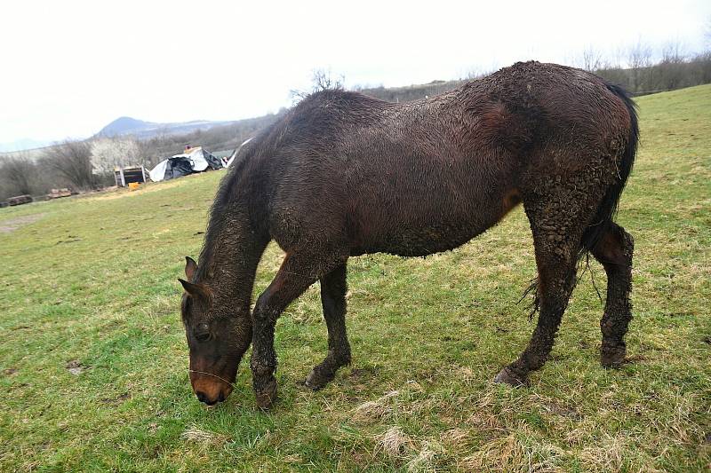 Na okraji Pokratic žijí plnokrevníci i minihorse v podmínkách, které prověří veterináři