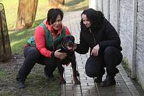 Opuštěný pes, kterému zemřel majitel má od čtvrtka 5. ledna nového páníčka. Dorazila si pro něj žena ze Slaného.