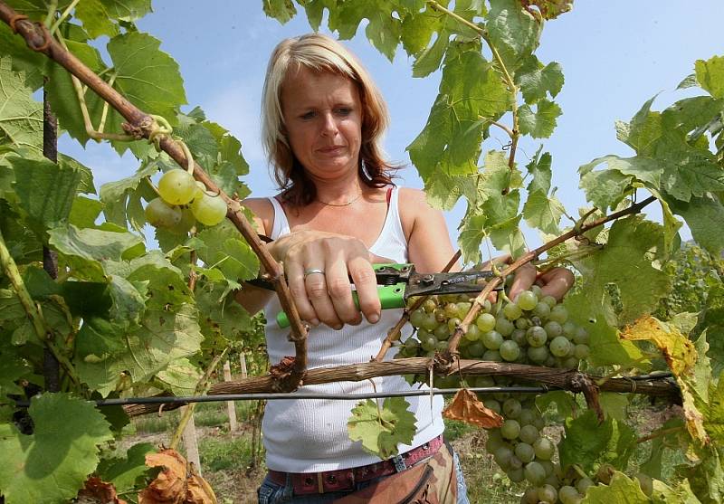 Sklizeň prvních letošních hroznů na burčák začala také na Litoměřicku a Podřipsku. V pondělí sklízeli například u Žalhostic hrozny odrůdy Müller Thurgau. 