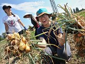 Dobrovolníci z celého světa pomáhají při zemědělských pracích na Svobodném statku v Českých Kopistech