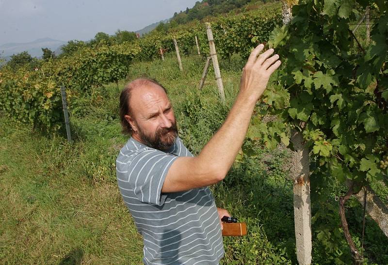 Sklizeň prvních letošních hroznů na burčák začala také na Litoměřicku a Podřipsku. V pondělí sklízeli například u Žalhostic hrozny odrůdy Müller Thurgau. 