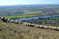 Na Radobýlu se pasou ovce.