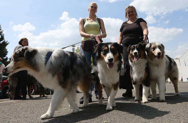 Soutěžní výstava psů Nord Bohemia Canis