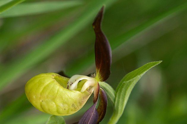 Střevíčník pantoflíček (Cypripedium calceolus)