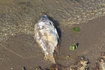 Na březích úštěckého Jezera Chmelař se v uplynulých dnech objevila řada mrtvých ryb. Za úhyn mohou podle rybářů vydry, které šupináče v zimě rušily a rybí osádka si neodpočinula. Oslabená proto snáze podléhá zaplísnění a následné smrti.
