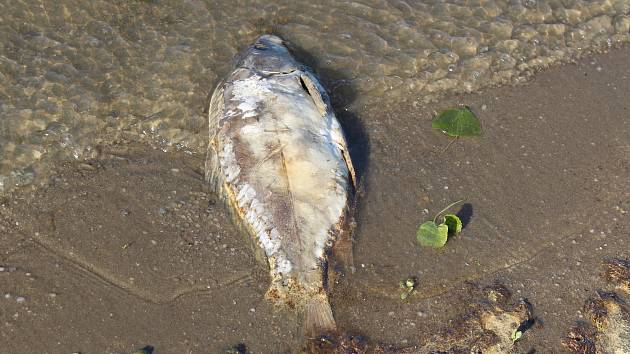 Na březích úštěckého Jezera Chmelař se v uplynulých dnech objevila řada mrtvých ryb. Za úhyn mohou podle rybářů vydry, které šupináče v zimě rušily a rybí osádka si neodpočinula. Oslabená proto snáze podléhá zaplísnění a následné smrti.