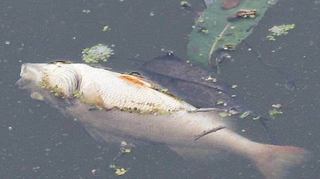 Mrtvé ryby našli rybáři v Lovosicích