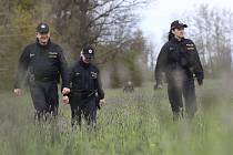 Policisté na Litoměřicku pátrají po velké kočkovité šelmě, která měla být viděna u Levína.