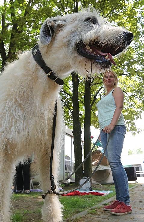 Soutěžní výstava psů Nord Bohemia Canis