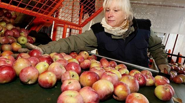 Pracovníci zemědělského družstva Klapý na Litoměřicku třídí jablka z vlastní sklizně pro vánoční trh.