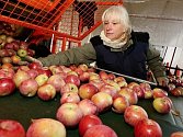 Pracovníci zemědělského družstva Klapý na Litoměřicku třídí jablka z vlastní sklizně pro vánoční trh.