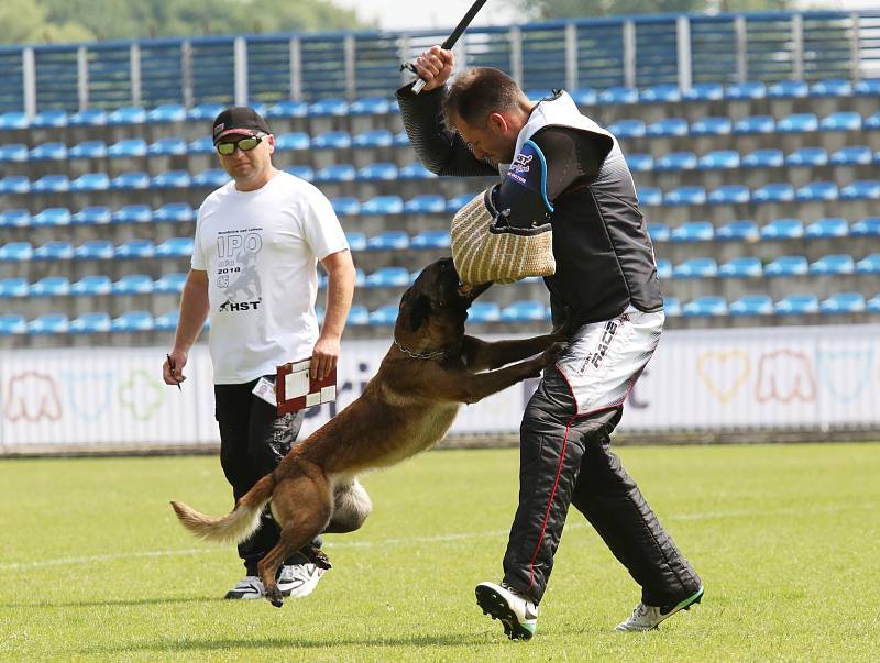 Příznivci sportovní kynologie soutěžili v areálu Pod Lipou v Roudnici nad Labem v Mistrovství ČR IPO.