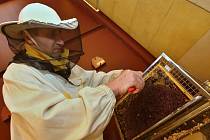 Stáčení medu ve Vazební věznici Litoměřice