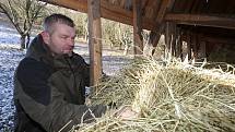 Začalo mrznout a myslivci zintenzivnili přikrmování zvěře.