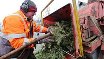 Technické služby města Litoměřice likvidují vyhozené vánoční stromy. Několik tisíc jich projde drtičkou a jako štěpka poslouží coby hnojivo do kompostu.