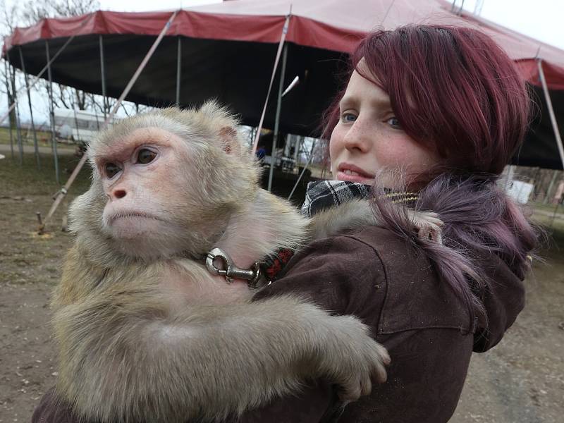 Cirkus Berosini láká na papouščí show