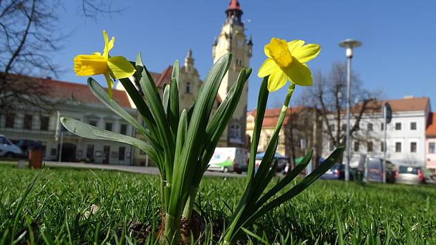 Václavské náměstí v Lovosicích rozkvetlo