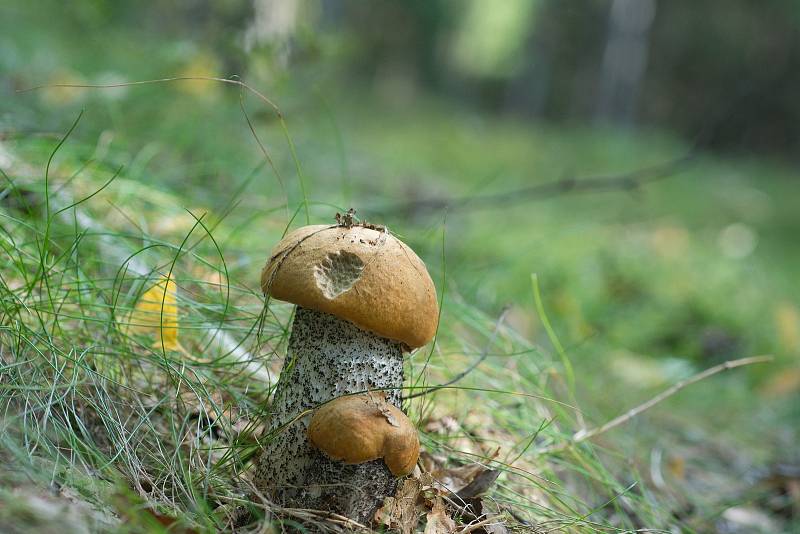 Kozák březový (Leccinum scabrum). Jak název napovídá, najdete ho v okolí bříz. Vyskytuje se v listnatých i smíšených lesích, dokonce i podél cest.