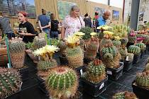 Tradiční výstava kaktusů a sukulentů na Zámku Libochovice v roce 2023.