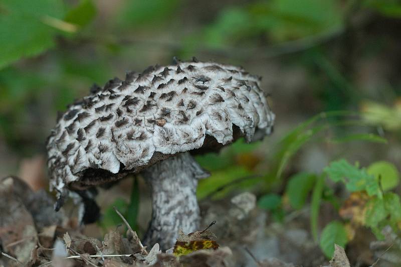 Šiškovec černý (Strobilomyces floccopus) lidově zvaný „cikán“ je nepříliš běžná, ale chutná a snadno poznatelná houba.