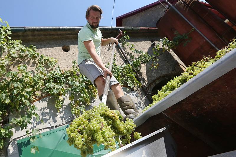 Sklizeň už zahájili ve Vinařství Hrabkovský ve Velkých Žernosekách. 