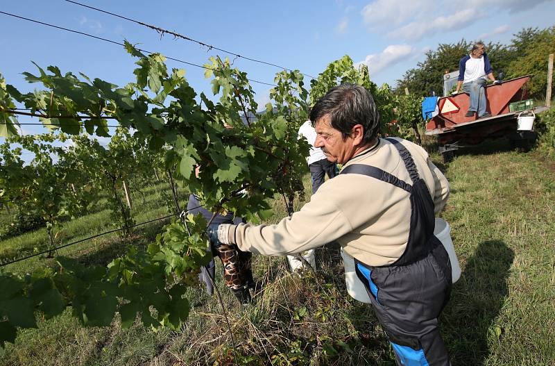 Začala sklizeň hroznů ve vinohradu Klášterních vinných sklepů Litoměřice Ladislava Pošíka. Tak jako každý rok se zde začíná se sklizní odrůdy Müller Thurgau.