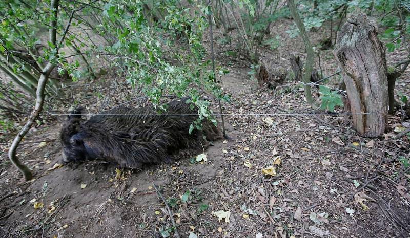 Pytlák řádil poblíž obce Tlučeň na Litoměřicku. Do lesa důmyslně nastražil pytlácké oko ze silného ocelového lanka. Do této pasti se chytla bachyně divokého prasete.