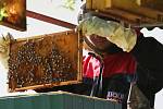 Včelaři pečují o včelstva a kontrolují, zda mají kam ukládat med.
