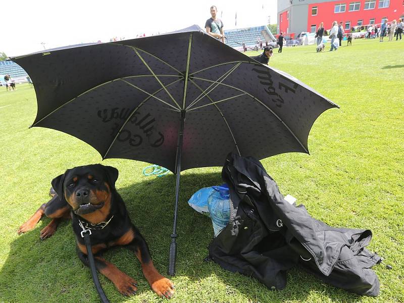 MAJITELÉ ROTTWEILERŮ v Roudnici předvedli své psí miláčky. Do soutěže se zapojilo na 350 krasavců tohoto plemene. 