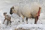 Týrání zvřat nejvyššího kalibru se děje na pastvinách u obce Lbín.Chovatel zde má téměř 300 ovcí, které zde bez přístřešku v patnáctistupňovém mrazu vyvádí mláďata, která okamžitě mrznou a ještě zaživa je okusuje kůň.