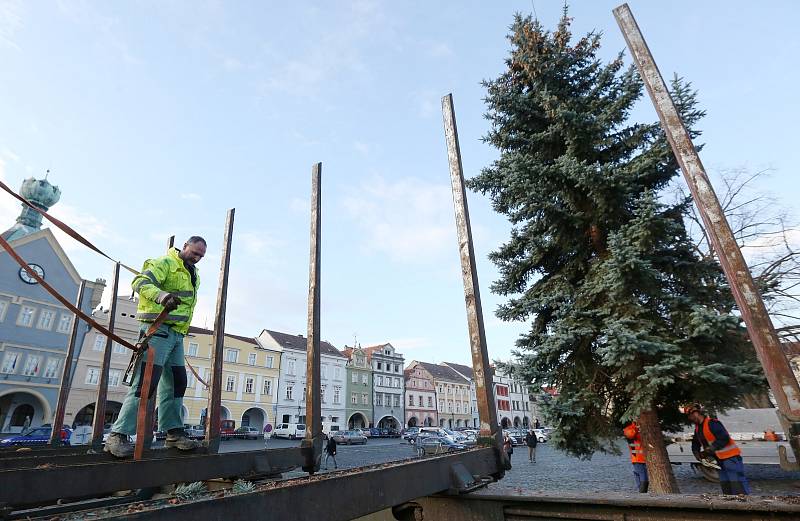 Pracovníci technických služeb v pondělí dopoledne postavili na Mírovém náměstí v Litoměřicích vánoční strom, který vyrostl přímo ve městě.