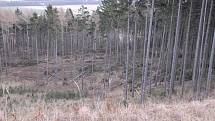 Takto vypadaly po řádění Kyrillu lesy pod vrchem Sedlo na Úštěcku. 