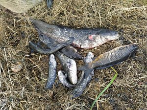 Mezi mrtvými rybami nacházeli rybáři i kapitální kusy sumců. Za neštěstí mohl pravděpodobně únik louhu z nedaleké fabriky.