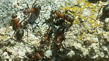 I mravenci, dokonce hned několik populací, si parcelu s domem čp. 25 vybrali za svůj domov.