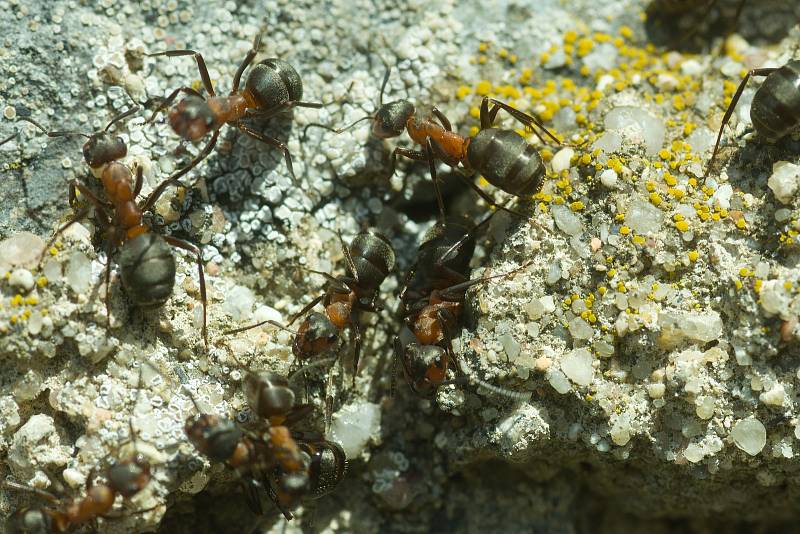 I mravenci, dokonce hned několik populací, si parcelu s domem čp. 25 vybrali za svůj domov.