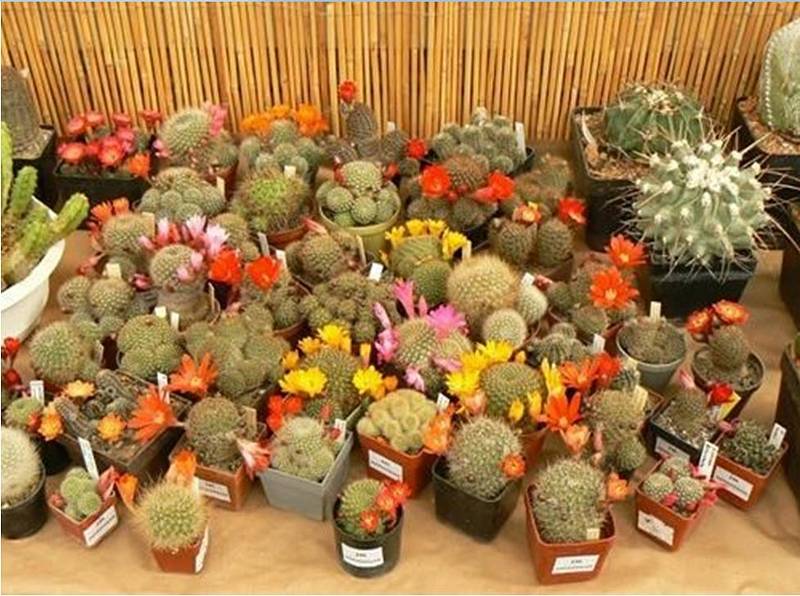 Senioři z Čížkovic na výstavě kaktusů