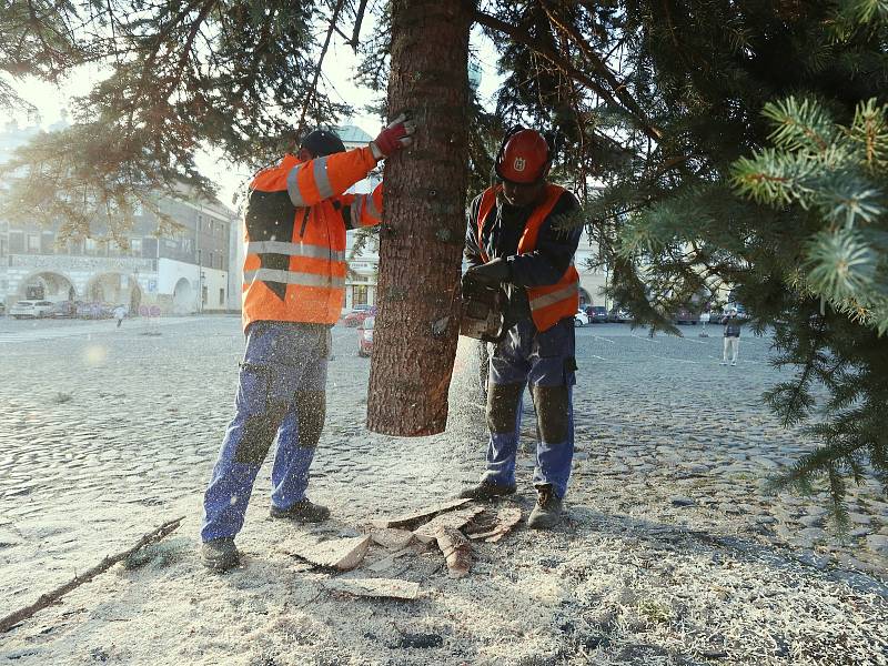 Pracovníci technických služeb v pondělí dopoledne postavili na Mírovém náměstí v Litoměřicích vánoční strom, který vyrostl přímo ve městě.