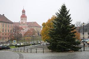 Roudnice nad Labem už má svůj vánoční strom.